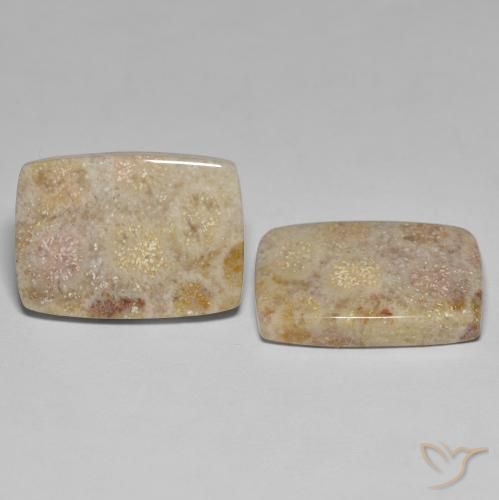 Shop natural 27.18ct マルチカラー 化石サンゴ gems, クッション, from インドネシア at GemSelect. In stock, global shipping!