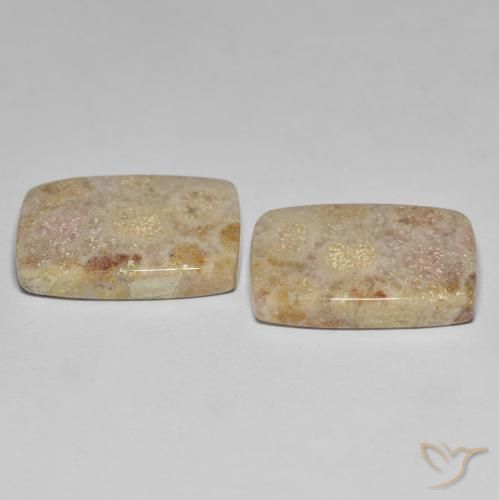 Shop natural 27.18ct マルチカラー 化石サンゴ gems, クッション, from インドネシア at GemSelect. In stock, global shipping!