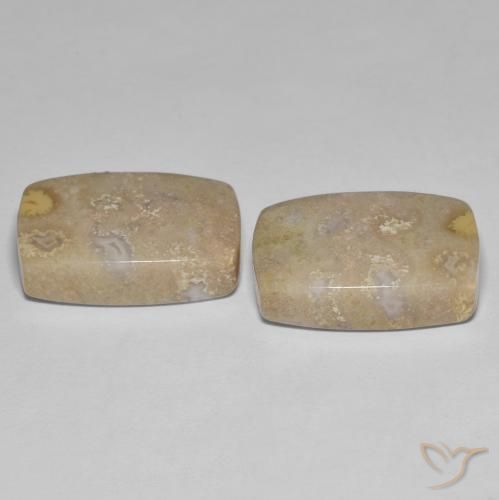 Shop natural 25.62ct マルチカラー 化石サンゴ gems, クッション, from インドネシア at GemSelect. In stock, global shipping!