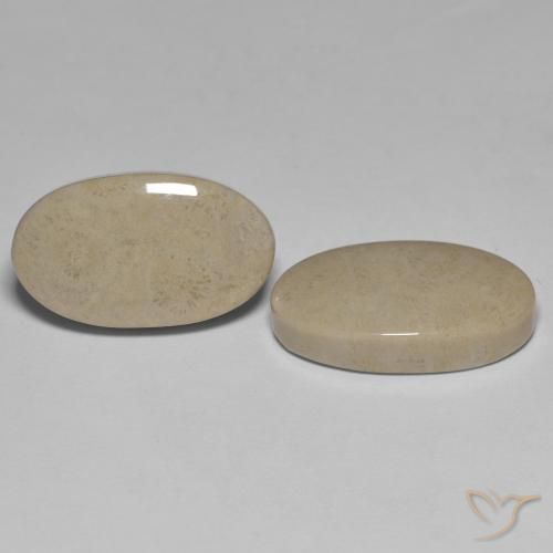 Shop natural 23.47ct マルチカラー 化石サンゴ gems, 楕円形, from インドネシア at GemSelect. In stock, global shipping!