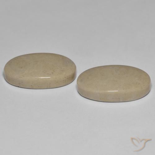 Shop natural 23.47ct マルチカラー 化石サンゴ gems, 楕円形, from インドネシア at GemSelect. In stock, global shipping!