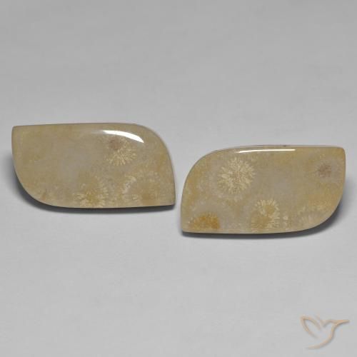 Shop natural 27.14ct マルチカラー 化石サンゴ gems, ファンシー, from インドネシア at GemSelect. In stock, global shipping!