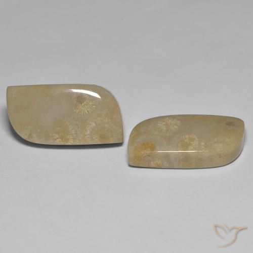 Shop natural 27.14ct マルチカラー 化石サンゴ gems, ファンシー, from インドネシア at GemSelect. In stock, global shipping!