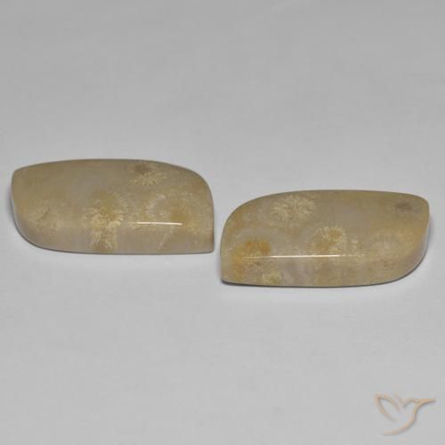 Shop natural 27.14ct マルチカラー 化石サンゴ gems, ファンシー, from インドネシア at GemSelect. In stock, global shipping!
