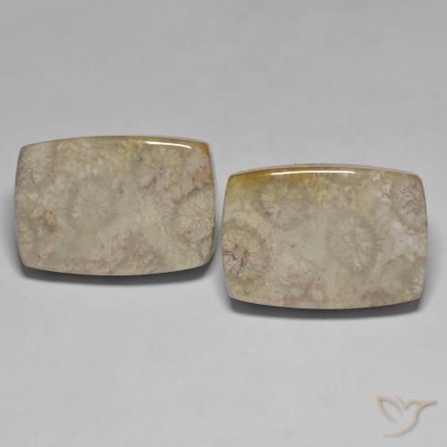 Shop natural 45.70ct マルチカラー 化石サンゴ gems, クッション, from インドネシア at GemSelect. In stock, global shipping!