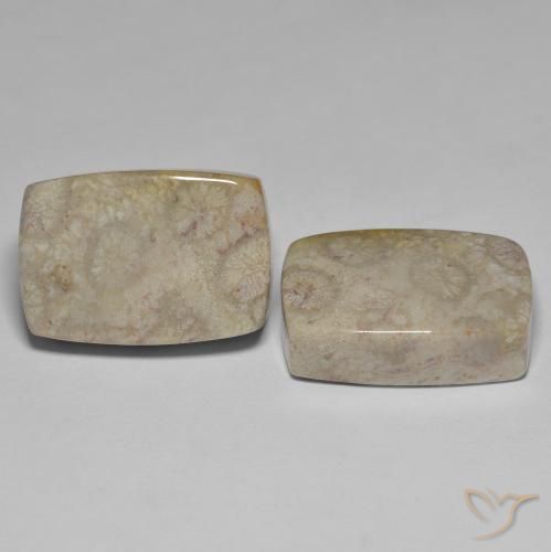 Shop natural 45.70ct マルチカラー 化石サンゴ gems, クッション, from インドネシア at GemSelect. In stock, global shipping!