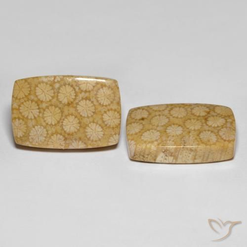 自然派の商品を探す 27.38ct マルチカラー 化石サンゴ 宝石, クッションカット, インドネシア からGemSelectで. 在庫あり、世界各国へ発送!