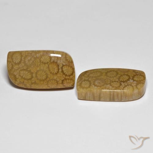 Shop natural 34.39ct マルチカラー 化石サンゴ gems, ファンシー, from インドネシア at GemSelect. In stock, global shipping!