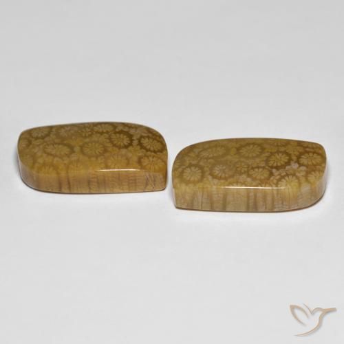 Shop natural 34.39ct マルチカラー 化石サンゴ gems, ファンシー, from インドネシア at GemSelect. In stock, global shipping!