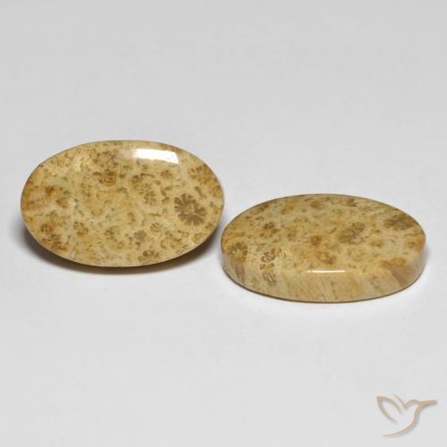 Shop natural 19.65ct マルチカラー 化石サンゴ gems, 楕円形, from インドネシア at GemSelect. In stock, global shipping!