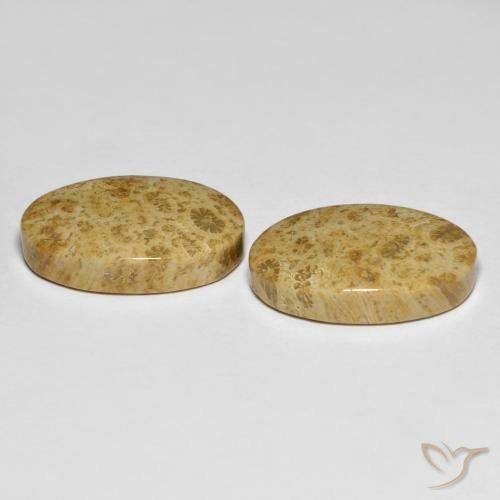 Shop natural 19.65ct マルチカラー 化石サンゴ gems, 楕円形, from インドネシア at GemSelect. In stock, global shipping!
