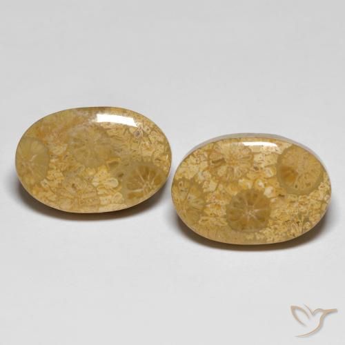 Shop natural 26.42ct マルチカラー 化石サンゴ gems, 楕円形, from インドネシア at GemSelect. In stock, global shipping!