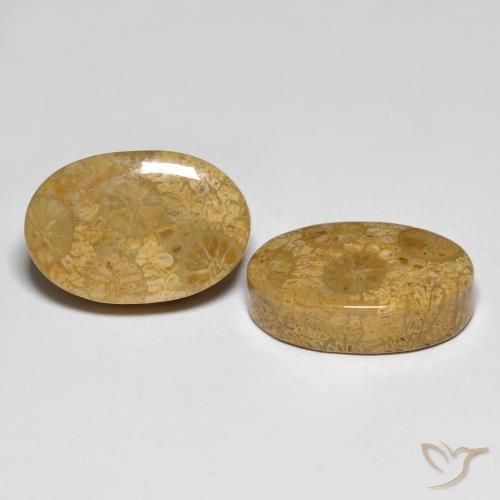 Shop natural 26.42ct マルチカラー 化石サンゴ gems, 楕円形, from インドネシア at GemSelect. In stock, global shipping!