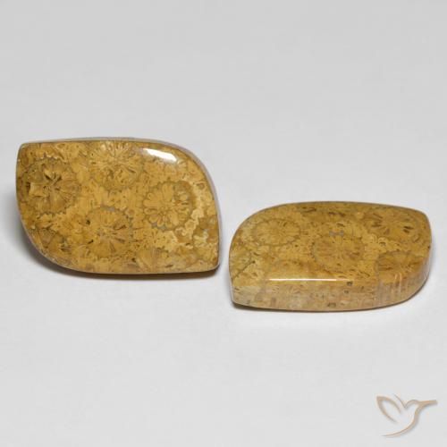 Shop natural 25.48ct マルチカラー 化石サンゴ gems, ファンシー, from インドネシア at GemSelect. In stock, global shipping!