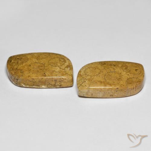 Shop natural 25.48ct マルチカラー 化石サンゴ gems, ファンシー, from インドネシア at GemSelect. In stock, global shipping!
