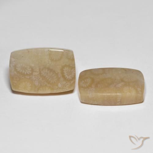 Shop natural 26.20ct マルチカラー 化石サンゴ gems, クッション, from インドネシア at GemSelect. In stock, global shipping!