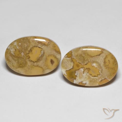 Shop natural 23.71ct マルチカラー 化石サンゴ gems, 楕円形, from インドネシア at GemSelect. In stock, global shipping!