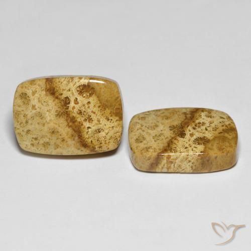 Shop natural 25.97ct マルチカラー 化石サンゴ gems, クッション, from インドネシア at GemSelect. In stock, global shipping!