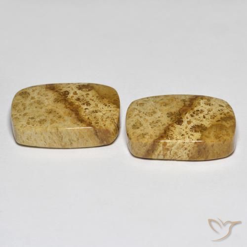 Shop natural 25.97ct マルチカラー 化石サンゴ gems, クッション, from インドネシア at GemSelect. In stock, global shipping!