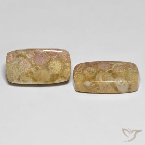 Shop natural 25.20ct マルチカラー 化石サンゴ gems, クッション, from インドネシア at GemSelect. In stock, global shipping!