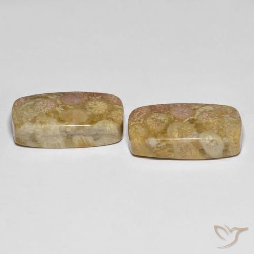 Shop natural 25.20ct マルチカラー 化石サンゴ gems, クッション, from インドネシア at GemSelect. In stock, global shipping!