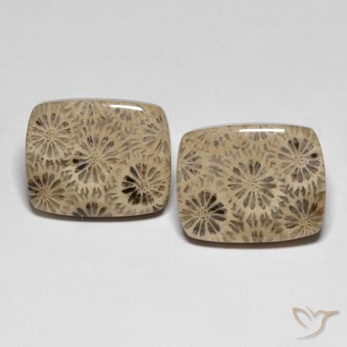 Shop natural 24.15ct マルチカラー 化石サンゴ gems, クッション, from インドネシア at GemSelect. In stock, global shipping!
