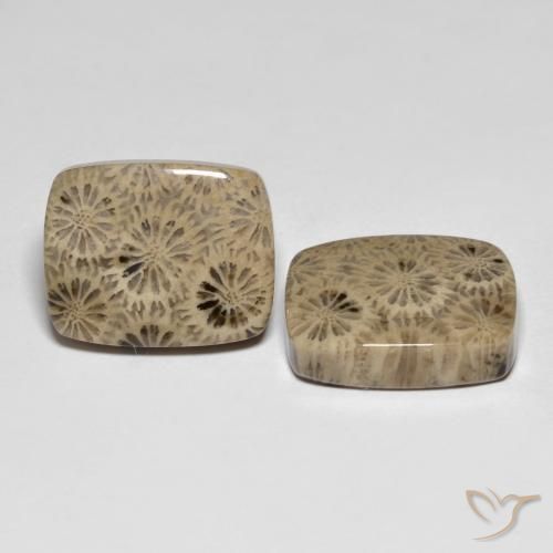 Shop natural 24.15ct マルチカラー 化石サンゴ gems, クッション, from インドネシア at GemSelect. In stock, global shipping!
