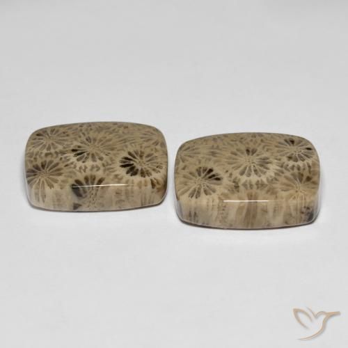 Shop natural 24.15ct マルチカラー 化石サンゴ gems, クッション, from インドネシア at GemSelect. In stock, global shipping!