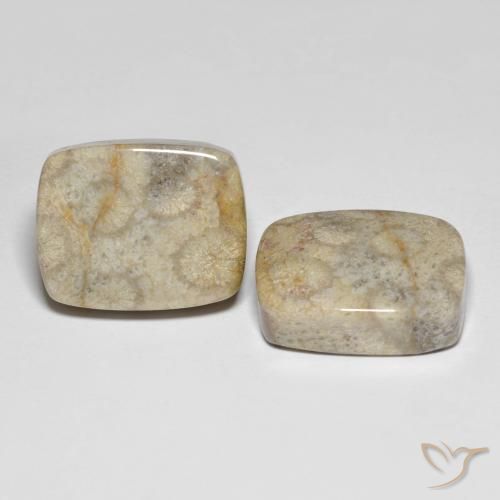 Shop natural 31.90ct マルチカラー 化石サンゴ gems, クッション, from インドネシア at GemSelect. In stock, global shipping!