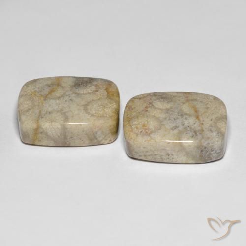 Shop natural 31.90ct マルチカラー 化石サンゴ gems, クッション, from インドネシア at GemSelect. In stock, global shipping!