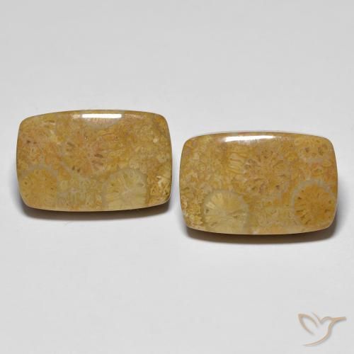 Shop natural 24.91ct マルチカラー 化石サンゴ gems, クッション, from インドネシア at GemSelect. In stock, global shipping!