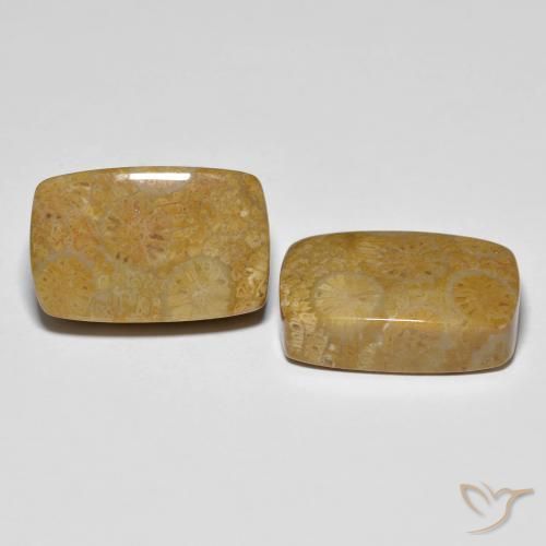 Shop natural 24.91ct マルチカラー 化石サンゴ gems, クッション, from インドネシア at GemSelect. In stock, global shipping!