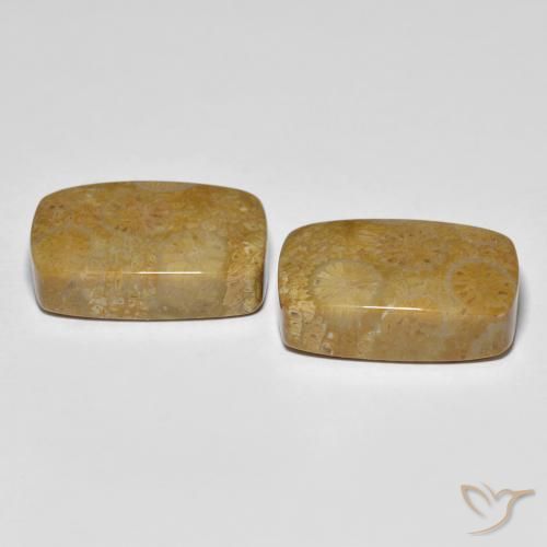 Shop natural 24.91ct マルチカラー 化石サンゴ gems, クッション, from インドネシア at GemSelect. In stock, global shipping!