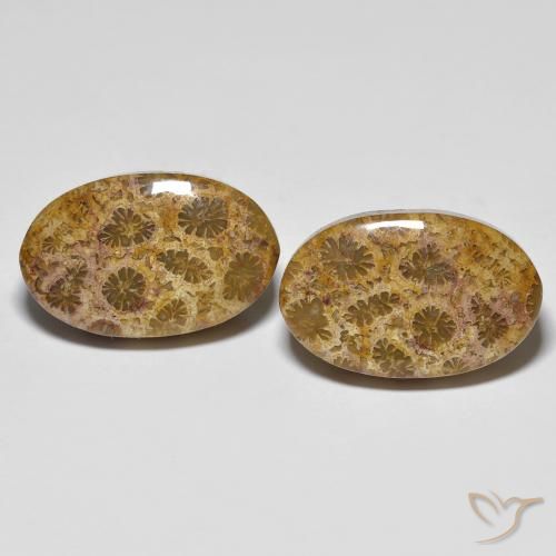 Shop natural 20.85ct マルチカラー 化石サンゴ gems, 楕円形, from インドネシア at GemSelect. In stock, global shipping!