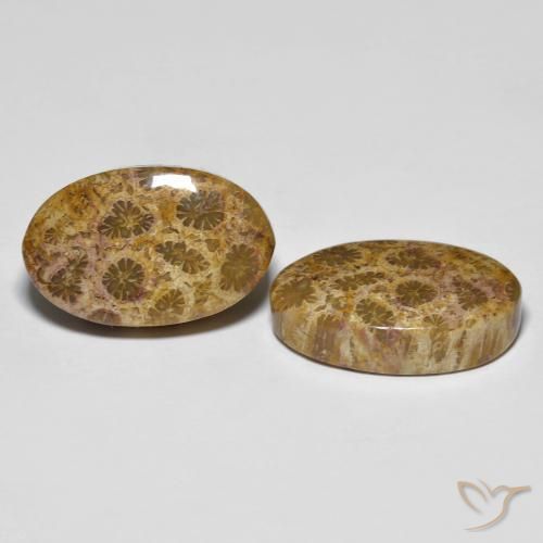 Shop natural 20.85ct マルチカラー 化石サンゴ gems, 楕円形, from インドネシア at GemSelect. In stock, global shipping!