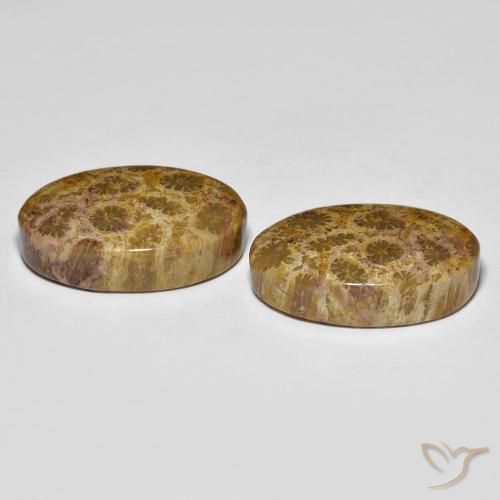 Shop natural 20.85ct マルチカラー 化石サンゴ gems, 楕円形, from インドネシア at GemSelect. In stock, global shipping!