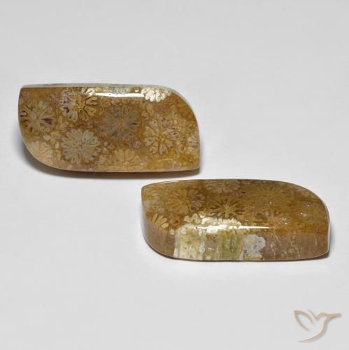 Shop natural 28.81ct マルチカラー 化石サンゴ gems, ファンシー, from インドネシア at GemSelect. In stock, global shipping!