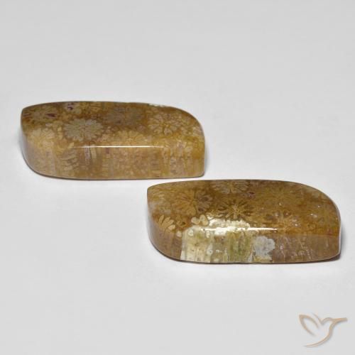 Shop natural 28.81ct マルチカラー 化石サンゴ gems, ファンシー, from インドネシア at GemSelect. In stock, global shipping!