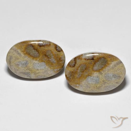 Shop natural 27.60ct マルチカラー 化石サンゴ gems, 楕円形, from インドネシア at GemSelect. In stock, global shipping!