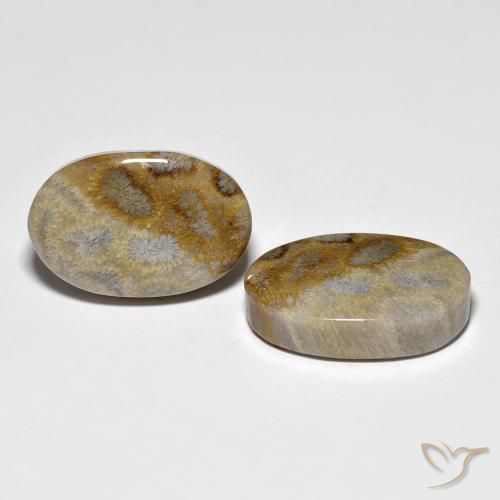 Shop natural 27.60ct マルチカラー 化石サンゴ gems, 楕円形, from インドネシア at GemSelect. In stock, global shipping!
