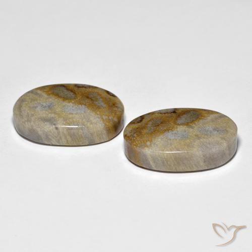 Shop natural 27.60ct マルチカラー 化石サンゴ gems, 楕円形, from インドネシア at GemSelect. In stock, global shipping!