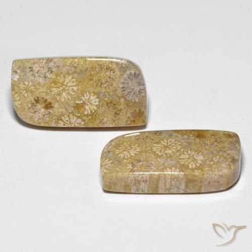 Shop natural 29.71ct マルチカラー 化石サンゴ gems, ファンシー, from インドネシア at GemSelect. In stock, global shipping!