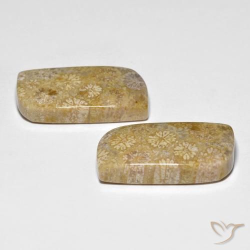 Shop natural 29.71ct マルチカラー 化石サンゴ gems, ファンシー, from インドネシア at GemSelect. In stock, global shipping!