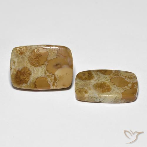 Shop natural 16.39ct マルチカラー 化石サンゴ gems, クッション, from インドネシア at GemSelect. In stock, global shipping!