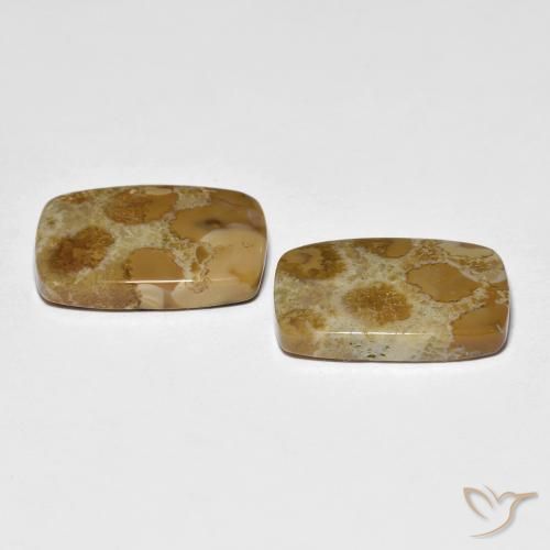 Shop natural 16.39ct マルチカラー 化石サンゴ gems, クッション, from インドネシア at GemSelect. In stock, global shipping!
