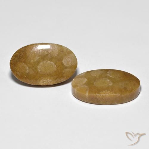 Shop natural 21.21ct マルチカラー 化石サンゴ gems, 楕円形, from インドネシア at GemSelect. In stock, global shipping!