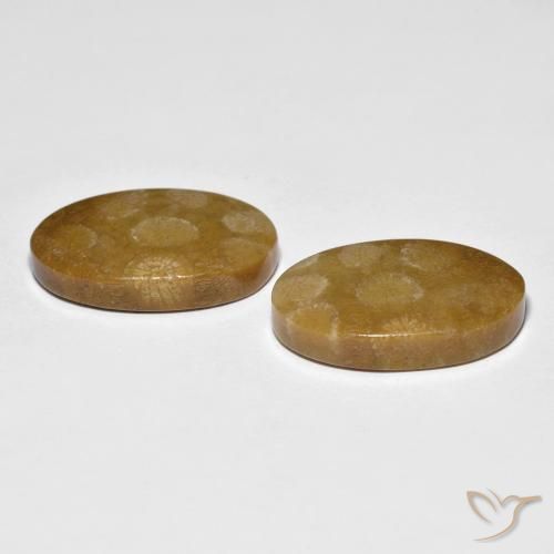 Shop natural 21.21ct マルチカラー 化石サンゴ gems, 楕円形, from インドネシア at GemSelect. In stock, global shipping!
