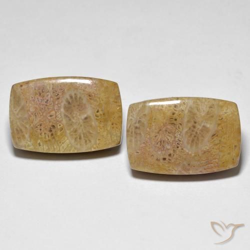 Shop natural 30.78ct マルチカラー 化石サンゴ gems, クッション, from インドネシア at GemSelect. In stock, global shipping!
