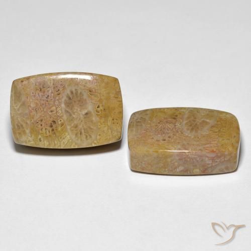 Shop natural 30.78ct マルチカラー 化石サンゴ gems, クッション, from インドネシア at GemSelect. In stock, global shipping!