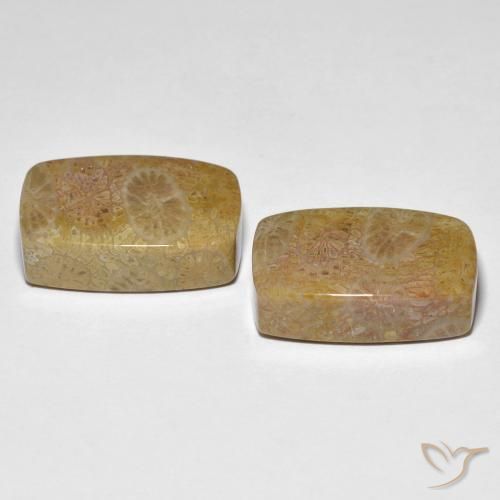 Shop natural 30.78ct マルチカラー 化石サンゴ gems, クッション, from インドネシア at GemSelect. In stock, global shipping!